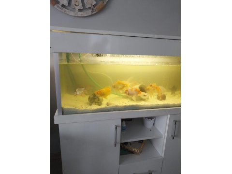 Balıklar Ve Akvaryum