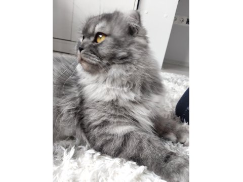 Muhteşem Güzellikte Ns11 Silver British Longhair Dişi