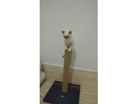 British Shorthair Yavrular