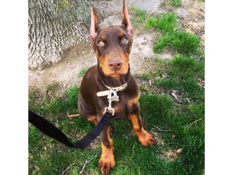 Sağlık Ve Irk Garantili Kızıl Dobermanlar