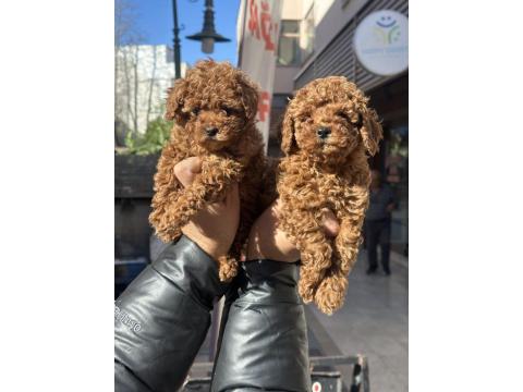 Tarçın Rengi Kore Red Brown Toy Poodle Yavrularımız