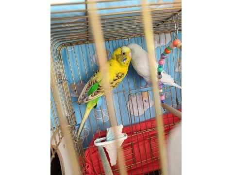 Çift Muhabbet Kuşu