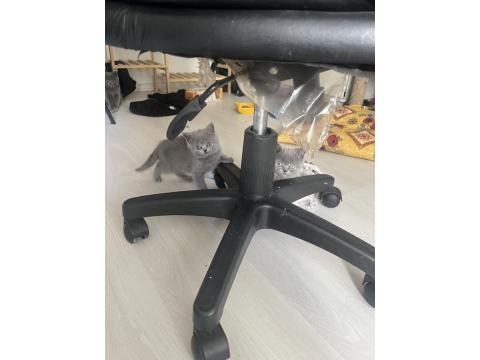2 Aylık Safkan British Shorthair