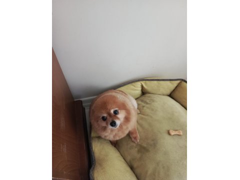 Yetişkin Pomeranian Köpeği