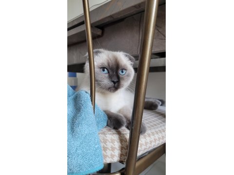 Dünya Güzeli Scottish Blue Point Kedimiz Sora