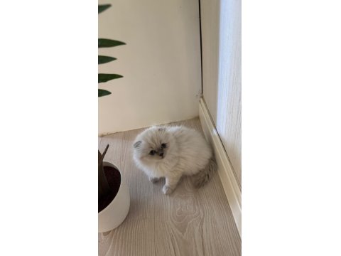 2 Aylık Hazır Yavru Kedilerimiz