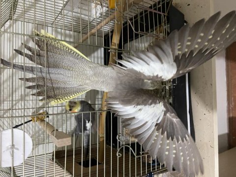 Bir Çift Ve Yavrusu İle Birlikte 3 Adet Sultan Papağanı