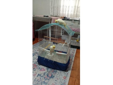 Sevimli Sultan Papağanı Yavruları