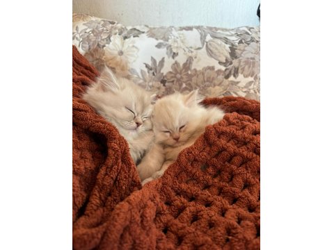 British Longhair Bebeklerimize Yuva Arıyoruz