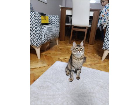 Nazlı Kızımız Kedimize Yuva