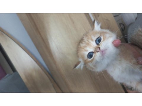 Golden Yeşil Mavi Göz Mükemmel Bebek Kedilerim