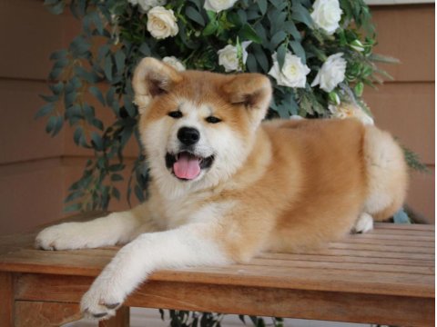 %100 Safkan Japon Akita Yavruları