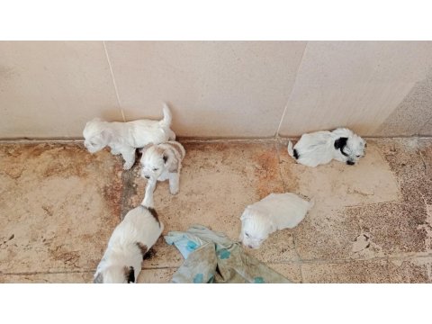 Bir Aylık Terrier Yavrular