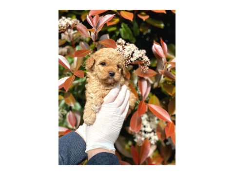 Teacup Mikro Boy Maltipoo Bebekler