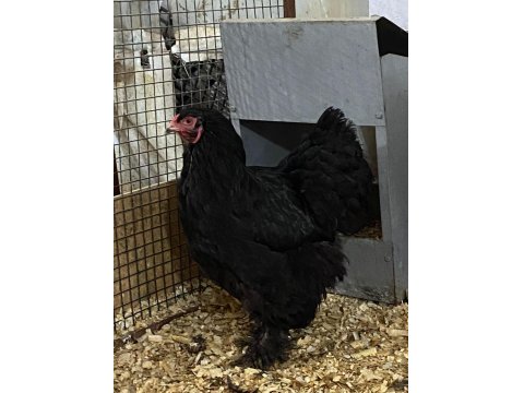 Black Brahma Kuluçkalık Yumurta