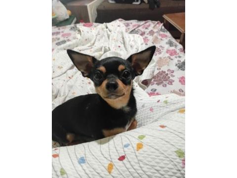 2 Yaşında Dişi Wc Eğitimli Çok Özel Anatomi Chihuahua