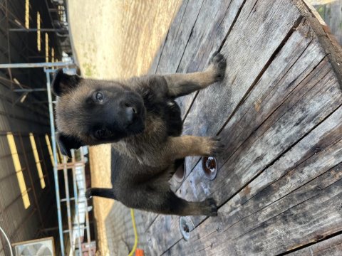 A++ Belgium Malinois Yavrularımız