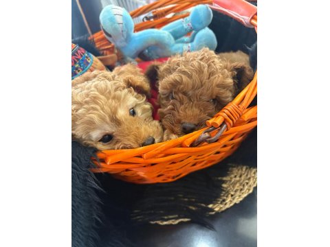 Safkan Toy Poodle Yavruları Ve Mikro Chipli Tüm Aşıları Tam