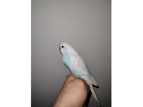 Konuşturmak İçin Tam Zamanı Muhabbet Kuşu