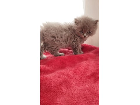 British Longhair Bebekler