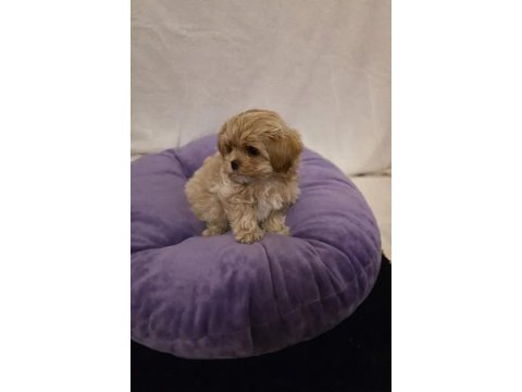 Mükemmel Maltipoo Köpeği Yavruları
