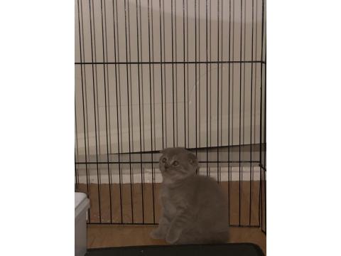 Uyguna Sahiplendirme Kedimiz