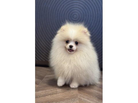 Üst Düzey Erkek Pomeranian Boo