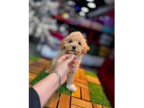 Poodle Yavrusu