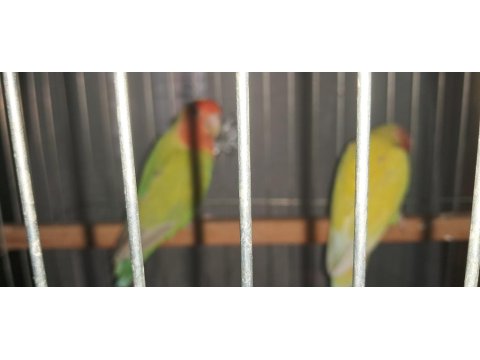 Cennet Papağanı Çifti
