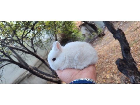 Netharlend Darbe (Cüce Tavşan)