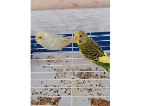 Muhabbet Kuşlarım Tek Veya Çift