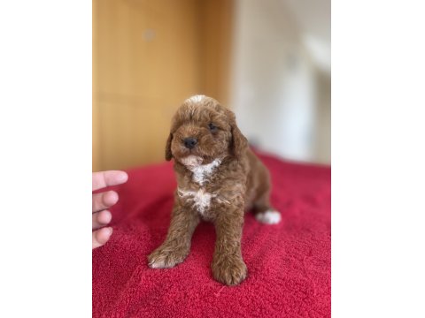 Maltipoo Yavruları 3 Aylık