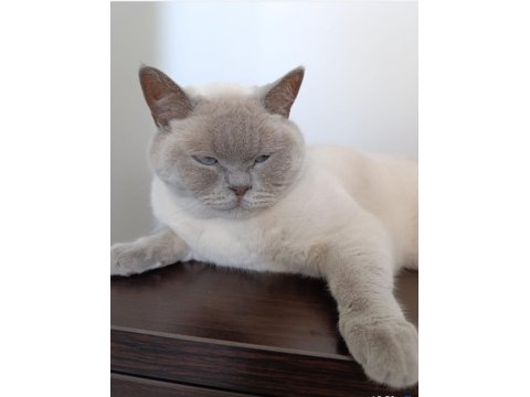 Blue Point Cinsi Kedimiz