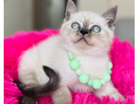 British Shorthair Kedisi