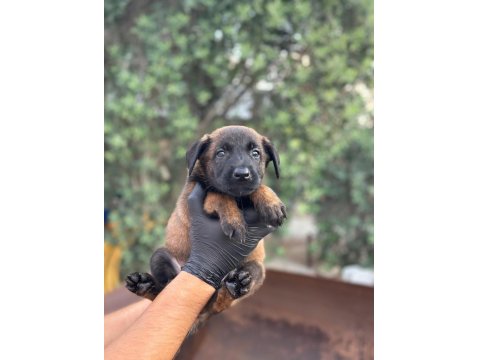 A+ Belçika Malinois Yavrular