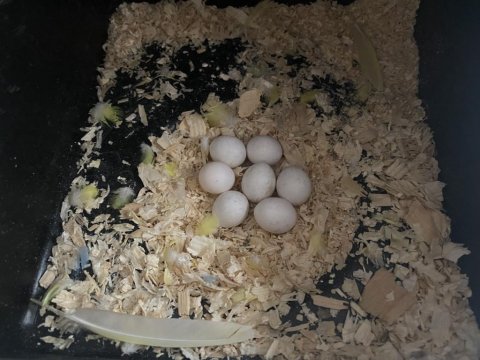 Çift Muhabbet Kuşu Kaçırmayın