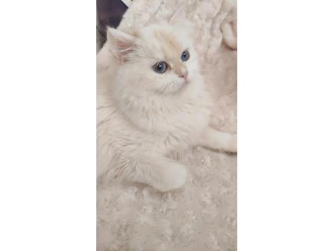 Güzel British Longhair Prensesim