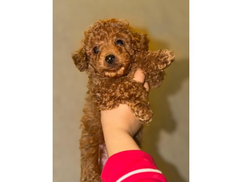 2 Aylık Erkek Poodle