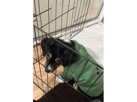 Cavalier King Charles Kırması (Anneden) - Acil Ücretsiz Yuva Aranıyor