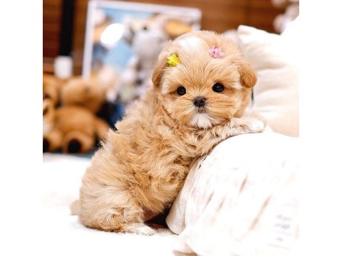 Toy Poodle Yavrularımız