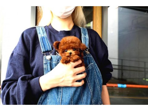 Safkan Toy Poodle Bebeklerimiz