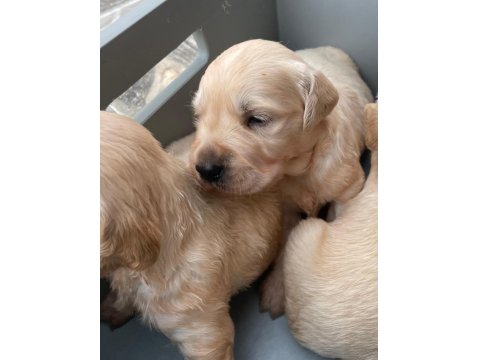 Golden Retriever Sevgi Dolu Sadık Dostunuz