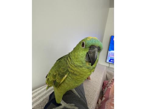 Konuşan Blue Front Amazon Papağan