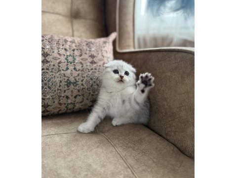 Wcf Kayıtlı Scottish Fold Shorthair - Seçkin Ailelere Özel