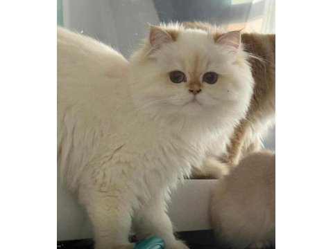 British Longhair Gerçek Saf Kan Golden