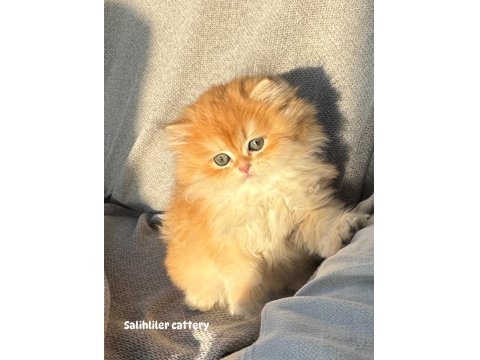 Saf Kanlı British Longhair Kedi