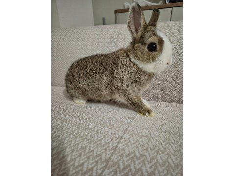 Safkan Hollanda Cüce Erkek Ve Dişi Tavşanlar