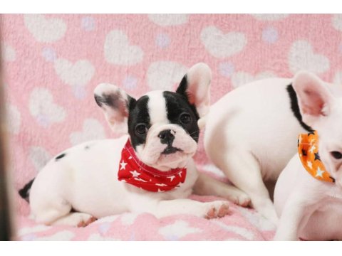 French Bulldog Yavrularımız