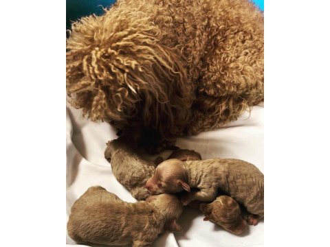 Irk Ve Sağlık Garantili Kore Red Toy Poodle Bebekler