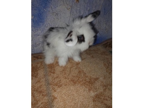 Teddy Lop Tavşanı Yavrular